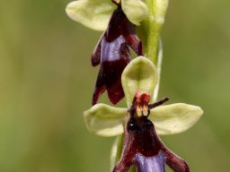 Ophrys_insectifera